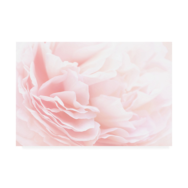 Trademark Fine Art PhotoINC Studio 'Rose 2 Pink Floral' Canvas Art, 16x24 IC01068-C1624GG